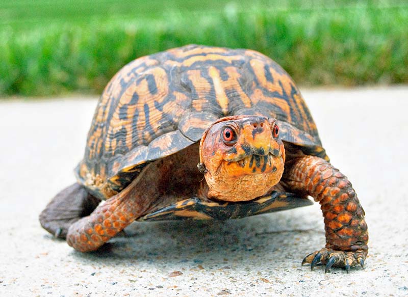 Beautiful Box Turtle - Box Turtle World