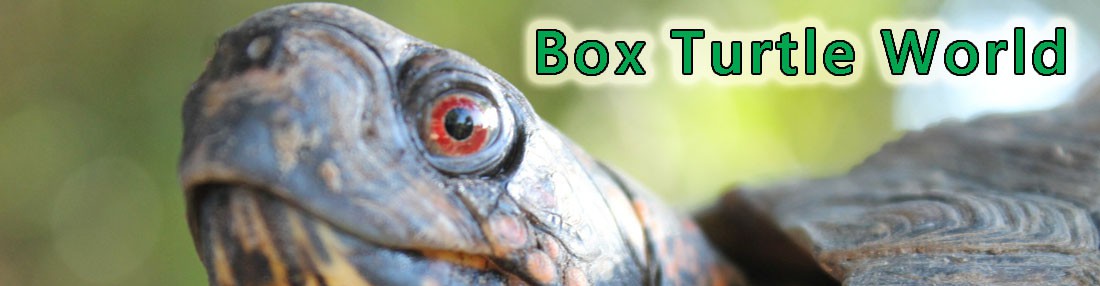 https://www.boxturtleworld.com/wp-content/uploads/2013/11/cropped-Box-Turtle-World-Header-PixPhoto3.jpg