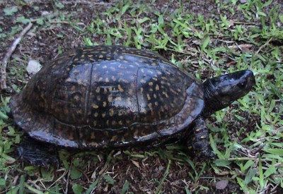 Gulf Coast Box Turtle - Terrapene carolina major | Box Turtle World