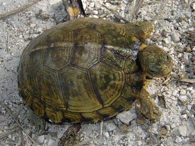 Yucatan Box Turtle - Terrapene carolina yucatana | Box Turtle World