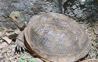 Desert Box Turtle - Terrapene ornata luteola | Box Turtle World