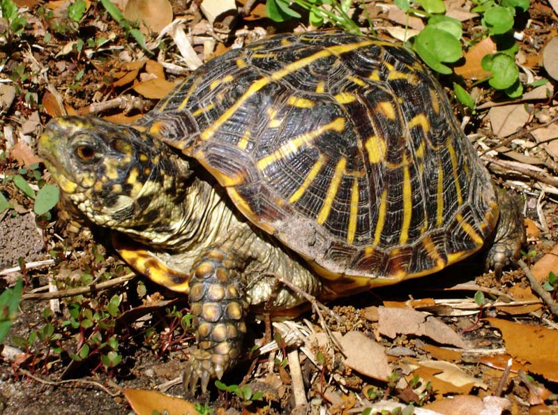 Terrepene ornata ornata, Ornate Box Turtle - Box Turtle World