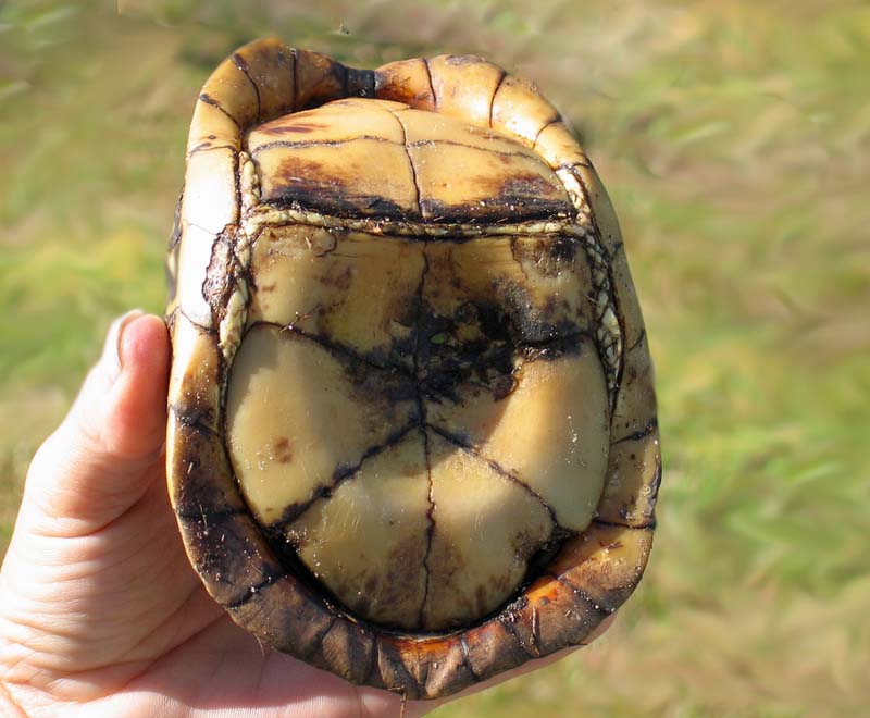 Male Box Turtle Box Turtle World