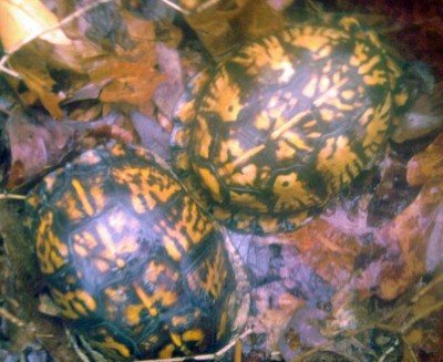 Housing Multiple Box Turtles | Box Turtle World