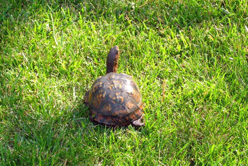 Box Turtle in Sunshine - Box Turtle World