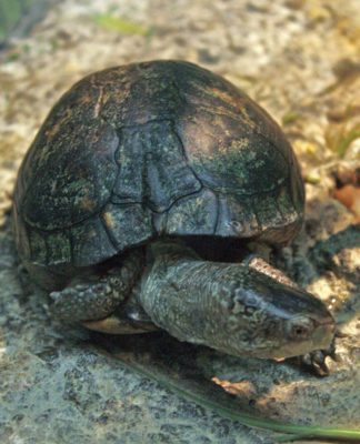 Coahuilan box turtle – Terrapene coahuila | Box Turtle World