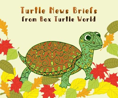 Turtle News Briefs, November 23, 2018 | Box Turtle World Blog