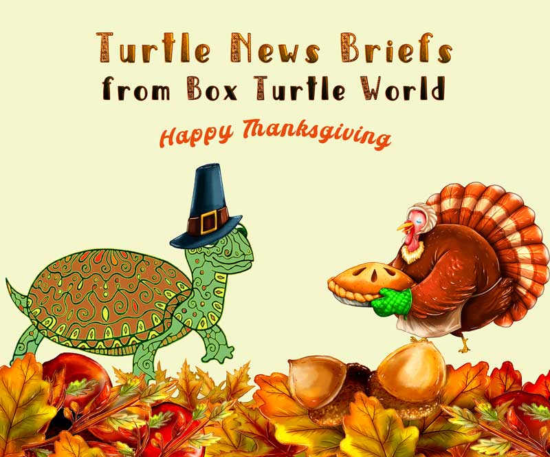 Happy thanksgiving with turtles